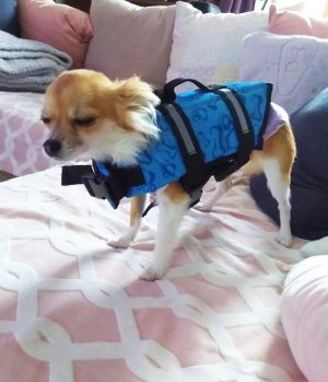 Mya porte son gilet de sauvetage pour chien - Taille S